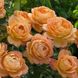 Саджанець англійської троянди Леді Оф Шалот (Lady of Shalott)(закритий корінь) 603 фото 1