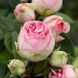 Саджанець троянди піоновидної "Чармінг Піано" (закритий корінь) 1535 фото 1