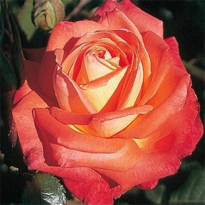 Саджанець плетистої троянди Конігін Дер Роузн (Köningin der Rosen)(закритий корінь) 662 фото