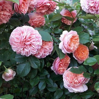 Саджанець троянди Тантау Chippendale (Чіппендейл)(закритий корінь) 740 фото