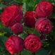 Саджанець троянди піоновидної "Піано" (закритий корінь) 1544 фото 1