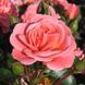 Саджанець троянди Поульсен Fredensborg (Фреденсборг)(закритий корінь) 790 фото 1