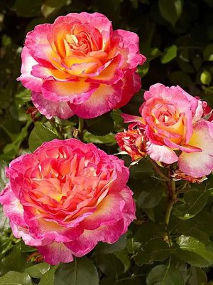 Саджанець троянди Поульсен Gorgeous (Чудова)(закритий корінь) 791 фото