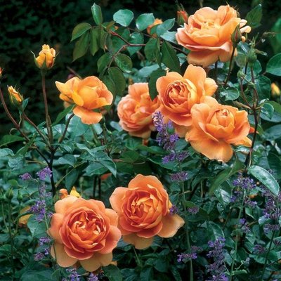 Саджанець англійської троянди Пет Остін (Pat Austin)(закритий корінь) 613 фото