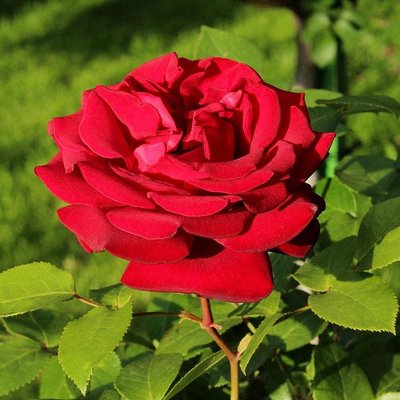 Саджанець англійської троянди Роял Вільямс (Royal Willams)(закритий корінь) 563 фото