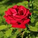 Саджанець англійської троянди Роял Вільямс (Royal Willams)(закритий корінь) 563 фото 1
