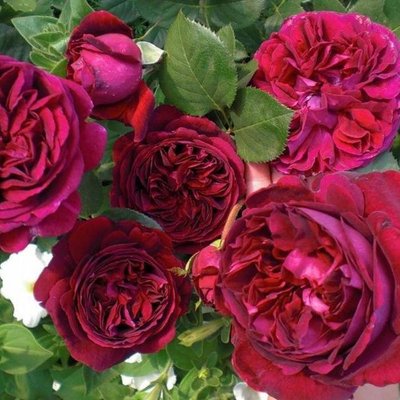 Саджанець англійської троянди Фальстаф (Falstaff)(закритий корінь) 564 фото
