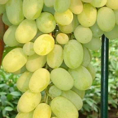 Саджанець винограду столового "Плевен" (ранній термін дозрівання, морозостійкий ) 840 фото