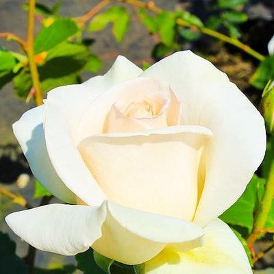 Саджанець троянди Поульсен Helena Renaissance (Хелена Ренесанс)(закритий корінь) 792 фото