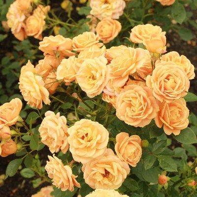 Саджанець троянди Тантау Clementine (Клементин)(закритий корінь) 742 фото