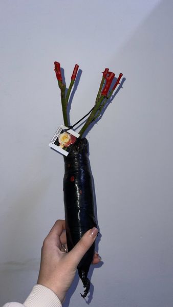 Саджанець троянди Поульсен Ingrid Bergman (Інгрід Бергман)(закритий корінь) 793 фото