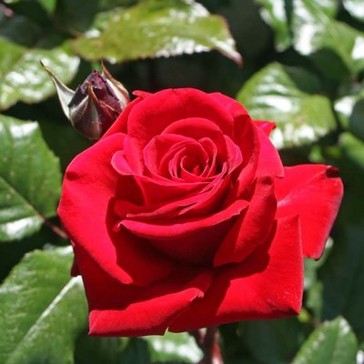 Саджанець троянди Поульсен Ingrid Bergman (Інгрід Бергман)(закритий корінь) 793 фото