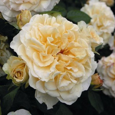 Саджанець троянди Тантау Comtessa (Комтесса)(закритий корінь) 743 фото