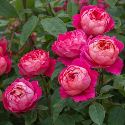 Саджанець англійської троянди Бенджамін Бріттен (Benjamin Britten)(закритий корінь) 565 фото