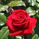 Саджанець троянди Поульсен Ingrid Bergman (Інгрід Бергман)(закритий корінь) 793 фото 1