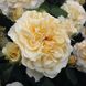 Саджанець троянди Тантау Comtessa (Комтесса)(закритий корінь) 743 фото 1