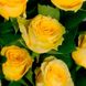 Саджанець троянди чайно-гібридної (садової) Іліос (Ilios)(закритий корінь) 514 фото 1