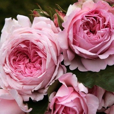 Саджанець англійської троянди Гарден оф Роузес (Garden of Roses)(закритий корінь) 566 фото