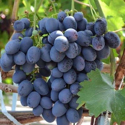 Саджанець винограду столового "Айваз"( ранній термін дозрівання)Колізований! 842 фото