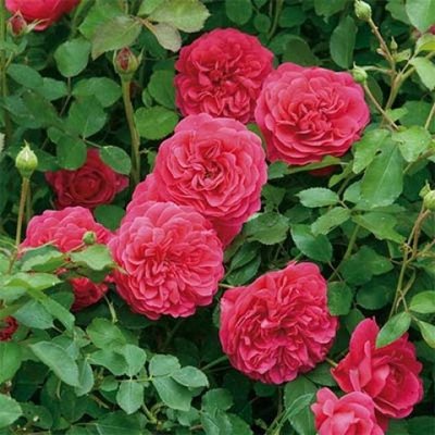 Саджанець англійської троянди Сер Джон Бетжамен (Sir John Betjeman)(закритий корінь) 616 фото