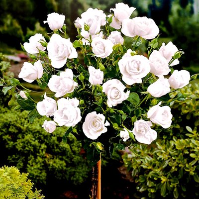 Роза штамбова White Meidiland 1555 фото