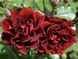 Саджанець троянди Поульсен Isabel Renaissance (Ізабель Ренесанс)(закритий корінь) 794 фото 1