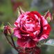 Саджанець троянди Тантау Deep Impression (Глибоке враження)(закритий корінь) 744 фото 1