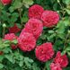 Саджанець англійської троянди Сер Джон Бетжамен (Sir John Betjeman)(закритий корінь) 616 фото 1
