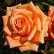 Саджанець троянди чайно-гібридної (садової) Імпульс (Impulse)(закритий корінь) 516 фото 1