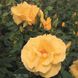 Саджанець троянди Тантау Dukat (Дукат)(закритий корінь) 745 фото 1