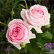 Саджанець англійської троянди Велленшпіль (Wellenspiel)(закритий корінь) 567 фото 1