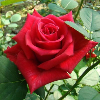 Саджанець троянди чайно-гібридної (садової) Кардинал (Kardinal)(закритий корінь) 517 фото