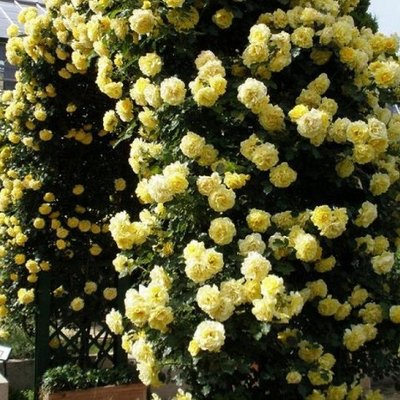 Саджанець плетистої троянди Лимона (Limona)(закритий корінь) 668 фото