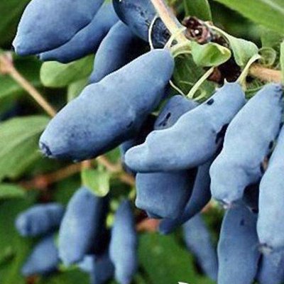 Саджанець жимолості їстівної "Блакитне Веретено" (ранній термін дозрівання, не урожається хворобами і 894 фото