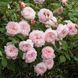 Саджанець англійської троянди Зе Олбрайтон Рамблер (The Albrighton Rambler)(закритий корінь) 568 фото 1