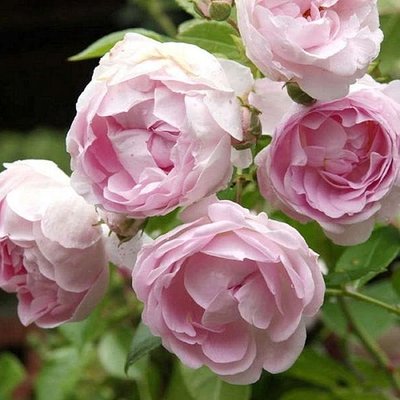 Саджанець плетистої троянди Мархензаубер (Marchenzauber)(закритий корінь) 670 фото