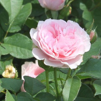 Саджанець троянди Тантау Gartenträume(закритий корінь) 748 фото