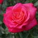 Саджанець троянди чайно-гібридної (садової) Корфу (Corfu)(закритий корінь) 519 фото 1