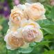 Саджанець англійської троянди Уолертон Олд Холл (Wollerton Old Hall)(закритий корінь) 620 фото 1