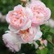 Саджанець англійської троянди Шаріфа Асма (Sharifa Asma)(закритий корінь) 570 фото 1