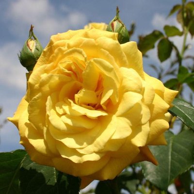 Саджанець троянди Тантау Goldstern (Голдстерн)(закритий корінь) 749 фото