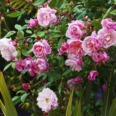 Саджанець плетистої троянди Мортімер Саклер (Mortimer Sackler)(закритий корінь) 671 фото