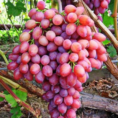 Саджанець винограду Кишмиш "Променистий"( ранньо-середній термін дозрівання ) 847 фото