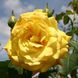 Саджанець троянди Тантау Goldstern (Голдстерн)(закритий корінь) 749 фото 1