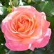 Саджанець троянди чайно-гібридної (садової) Ла Пальма (La Palma)(закритий корінь) 520 фото 1