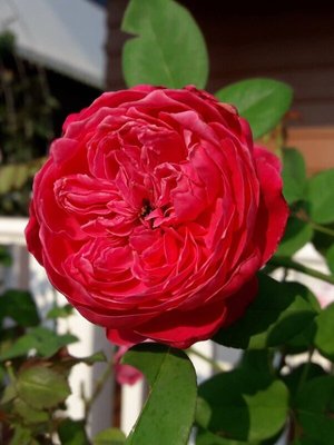 Саджанець троянди піоновидної "Ред Піано" (закритий корінь) 1536 фото