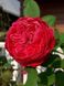 Саджанець троянди піоновидної "Ред Піано" (закритий корінь) 1536 фото 1