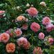 Саджанець троянди Тантау Augusta Luise (Августа Луїза)(закритий корінь) 732 фото 1