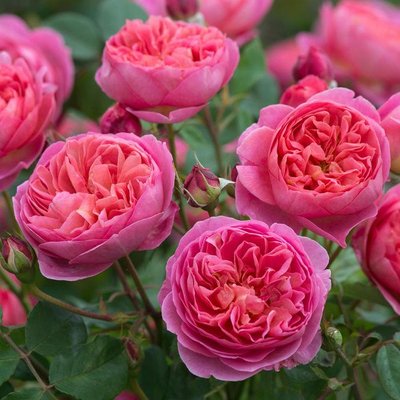 Саджанець англійської троянди Боскобель (Boscobel)(закритий корінь) 572 фото