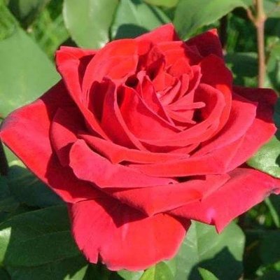 Саджанець троянди чайно-гібридної (садової) Лавли Ред (Lovely Red)(закритий корінь) 521 фото